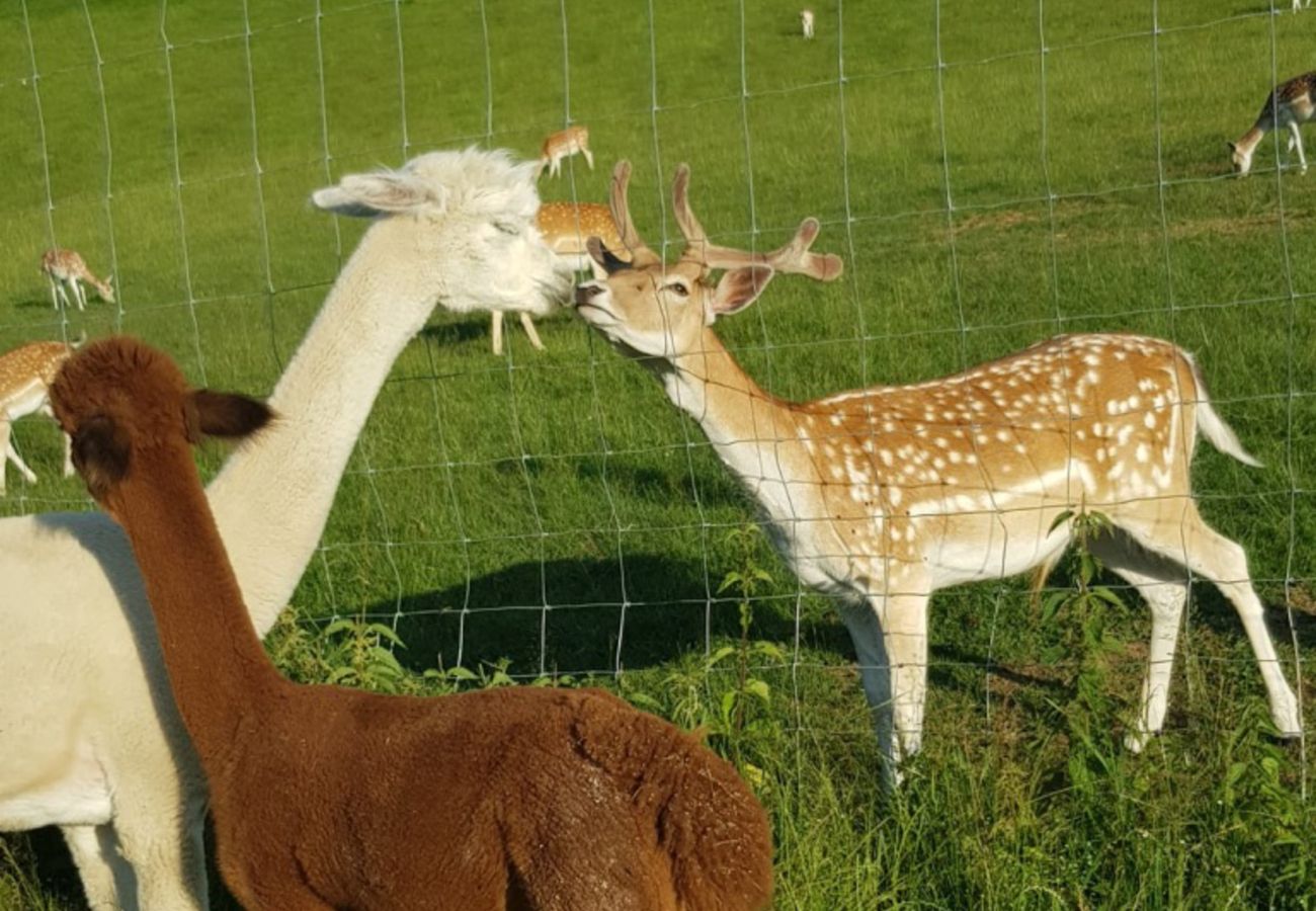 Chalet in St. Georgen am Kreischberg - Woody 14 - Holiday home with sauna & whirlpool Chalet in St. Georgen am Kreischberg - Woody 14 - Holiday home with sauna & whirlpool