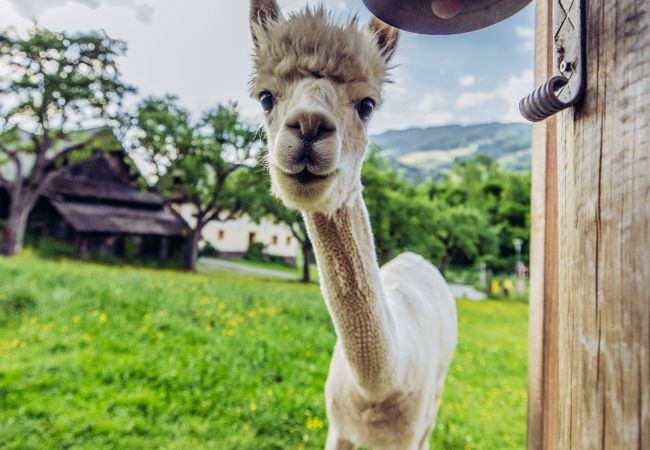 Chalet in St. Georgen am Kreischberg - (RENOVIERT) Woody 8 - Chalet Bellevue mit Sauna und Whirlpool Chalet in St. Georgen am Kreischberg - (RENOVIERT) Woody 8 - Chalet Bellevue mit Sauna und Whirlpool